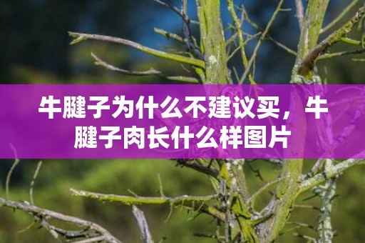 牛腱子为什么不建议买，牛腱子肉长什么样图片