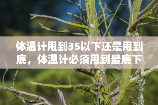 体温计甩到35以下还是甩到底，体温计必须甩到最底下吗