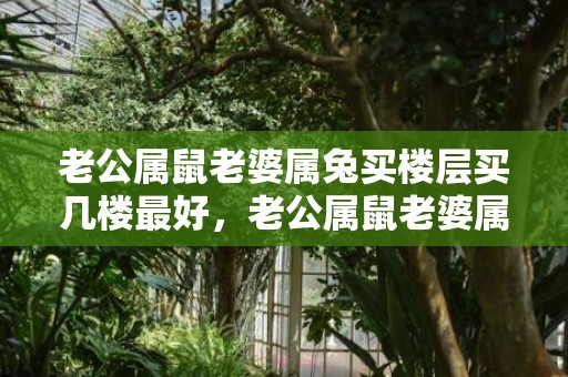 老公属鼠老婆属兔买楼层买几楼最好，老公属鼠老婆属兔好不好