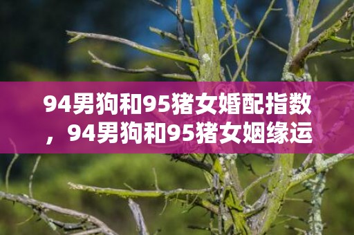94男狗和95猪女婚配指数，94男狗和95猪女姻缘运势好吗