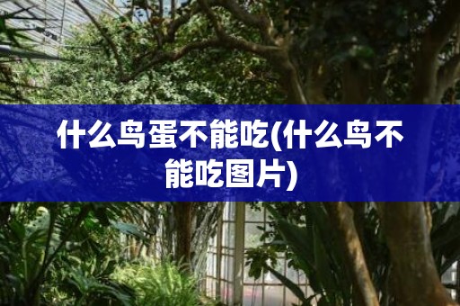 什么鸟蛋不能吃(什么鸟不能吃图片)