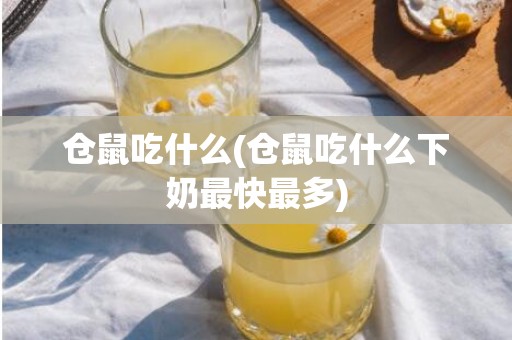 仓鼠吃什么(仓鼠吃什么下奶最快最多)