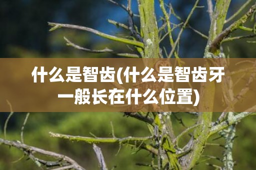 什么是智齿(什么是智齿牙一般长在什么位置)