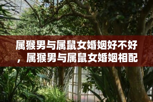 属猴男与属鼠女婚姻好不好，属猴男与属鼠女婚姻相配吗