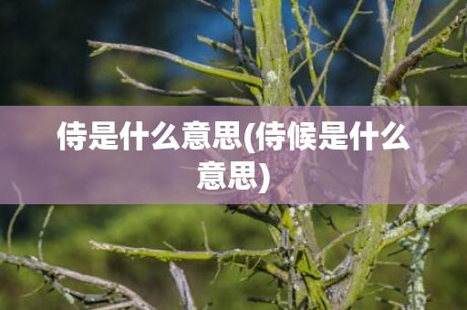 侍是什么意思(侍候是什么意思)