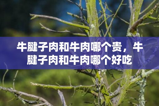 牛腱子肉和牛肉哪个贵，牛腱子肉和牛肉哪个好吃