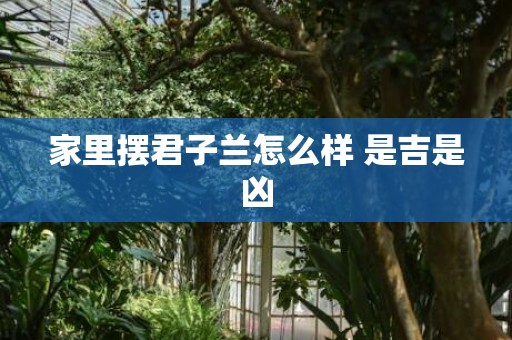 家里摆君子兰怎么样 是吉是凶