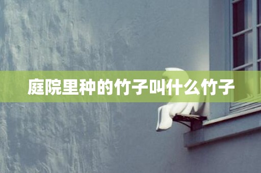 庭院里种的竹子叫什么竹子
