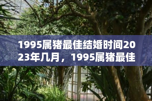 1995属猪最佳结婚时间2023年几月，1995属猪最佳结婚时间