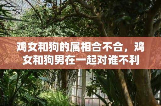 鸡女和狗的属相合不合，鸡女和狗男在一起对谁不利