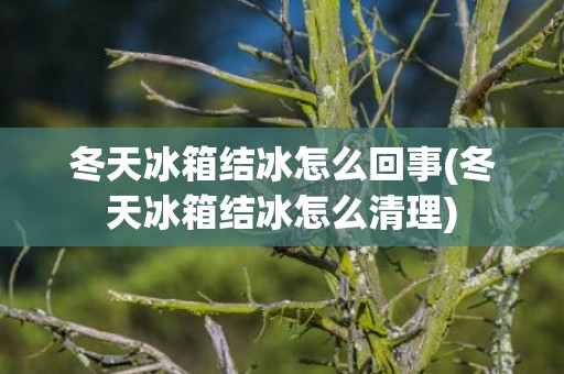 冬天冰箱结冰怎么回事(冬天冰箱结冰怎么清理)