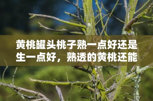 黄桃罐头桃子熟一点好还是生一点好，熟透的黄桃还能做罐头吗