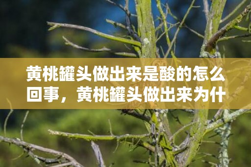 黄桃罐头做出来是酸的怎么回事，黄桃罐头做出来为什么有点酸