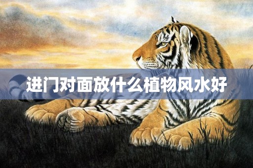 进门对面放什么植物风水好