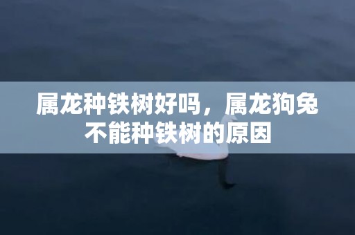 属龙种铁树好吗，属龙狗兔不能种铁树的原因