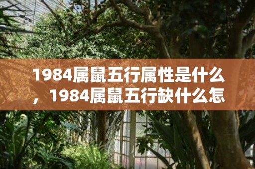 1984属鼠五行属性是什么，1984属鼠五行缺什么怎么补