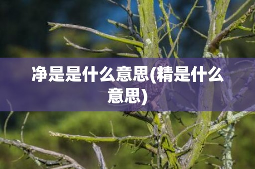净是是什么意思(精是什么意思)