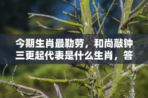 今期生肖最勒劳，和尚敲钟三更起代表是什么生肖，答案曝光落实
