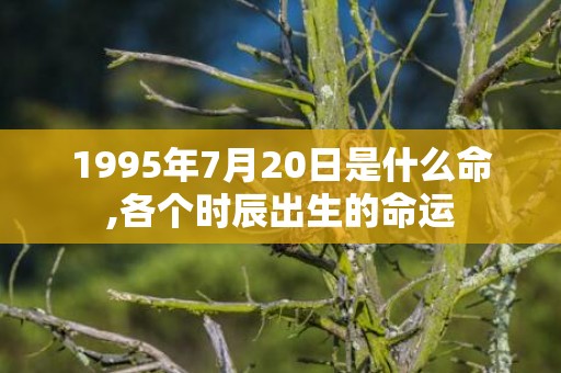 1995年7月20日是什么命,各个时辰出生的命运