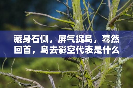 藏身石侧，屏气捉鸟，蓦然回首，鸟去影空代表是什么生肖，答案曝光落实