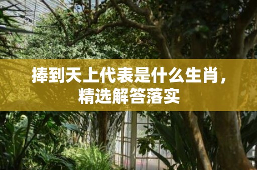 捧到天上代表是什么生肖，精选解答落实