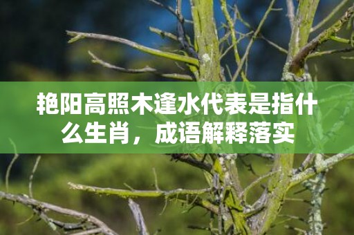 艳阳高照木逢水代表是指什么生肖，成语解释落实
