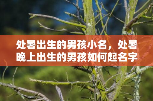 处暑出生的男孩小名，处暑晚上出生的男孩如何起名字