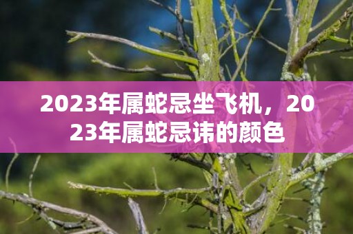 2023年属蛇忌坐飞机，2023年属蛇忌讳的颜色