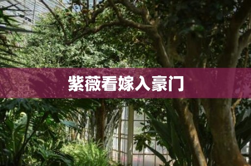 紫薇看嫁入豪门