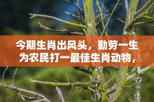 今期生肖出风头，勤劳一生为农民打一最佳生肖动物，落实词语解释
