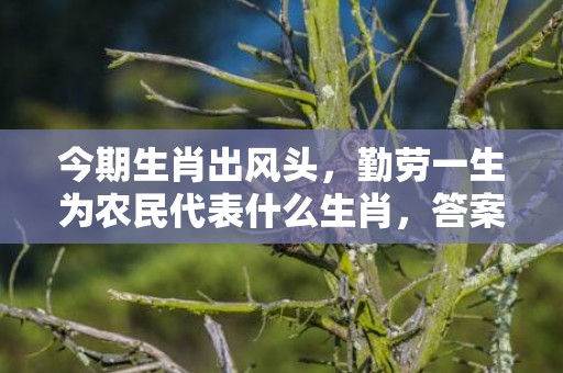 今期生肖出风头，勤劳一生为农民代表什么生肖，答案曝光落实