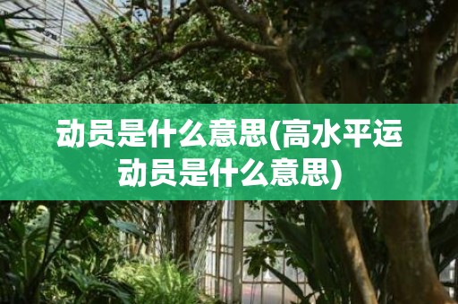 动员是什么意思(高水平运动员是什么意思)