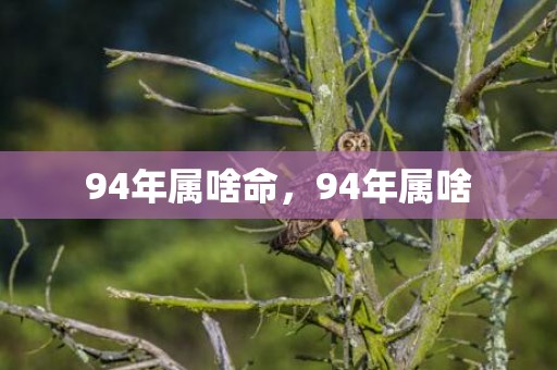 94年属啥命，94年属啥