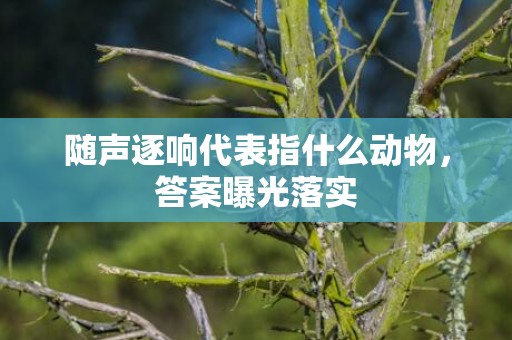 随声逐响代表指什么动物，答案曝光落实