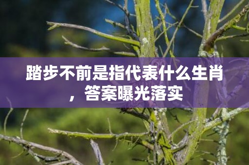 踏步不前是指代表什么生肖，答案曝光落实