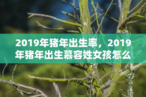 2019年猪年出生率，2019年猪年出生慕容姓女孩怎么样起名字，慕容姓女孩好名推荐