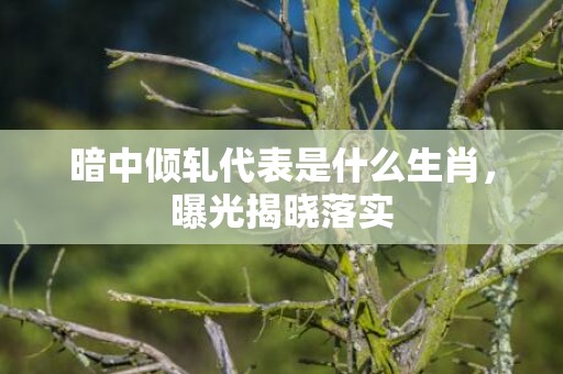 暗中倾轧代表是什么生肖，曝光揭晓落实
