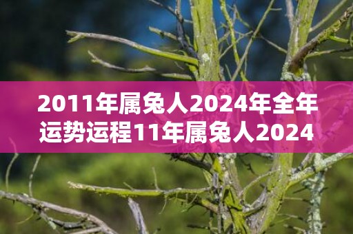 2011年属兔人2024年全年运势运程11年属兔人2024年每月运势详解，2011年属兔人2024年全年运势运程11年属兔人2024年每月运势详解