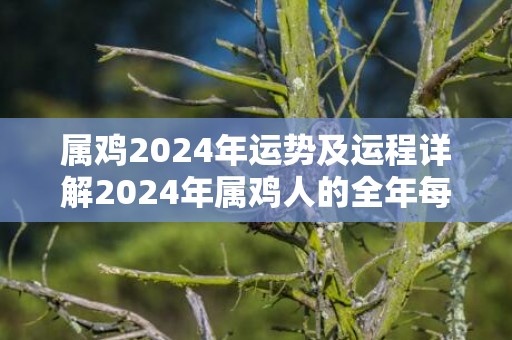 属鸡2024年运势及运程详解2024年属鸡人的全年每月运势，属鸡2024年运势及运程详解2024年属鸡人的全年每月运势