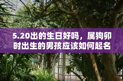 5.20出的生日好吗，属狗卯时出生的男孩应该如何起名，宜用什么字