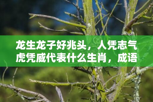龙生龙子好兆头，人凭志气虎凭威代表什么生肖，成语落实解释落