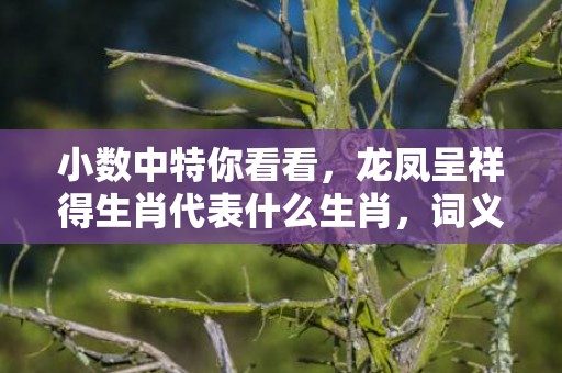 小数中特你看看，龙凤呈祥得生肖代表什么生肖，词义曝光落实