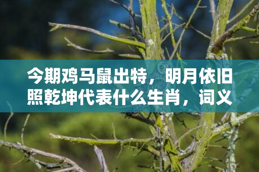 今期鸡马鼠出特，明月依旧照乾坤代表什么生肖，词义曝光落实