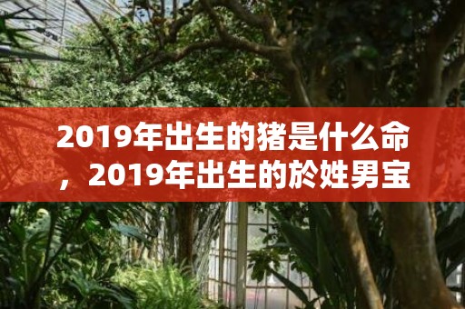 2019年出生的猪是什么命，2019年出生的於姓男宝宝该如何起名字，宜用什么字。