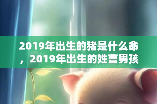2019年出生的猪是什么命，2019年出生的姓曹男孩如何起名，宜用什么字