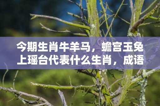 今期生肖牛羊马，蟾宫玉兔上瑶台代表什么生肖，成语解释落实