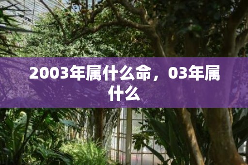 2003年属什么命，03年属什么