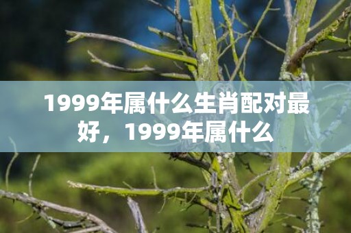 1999年属什么生肖配对最好，1999年属什么