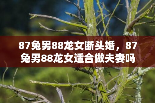 87兔男88龙女断头婚，87兔男88龙女适合做夫妻吗