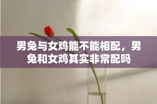 男兔与女鸡能不能相配，男兔和女鸡其实非常配吗